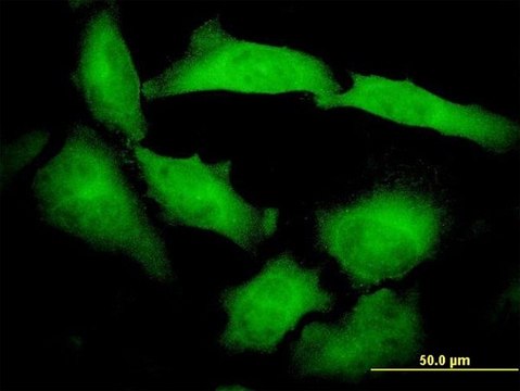 Monoclonal Anti-PCDHB10 antibody produced in