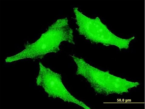 Monoclonal Anti-SENP7 antibody produced in