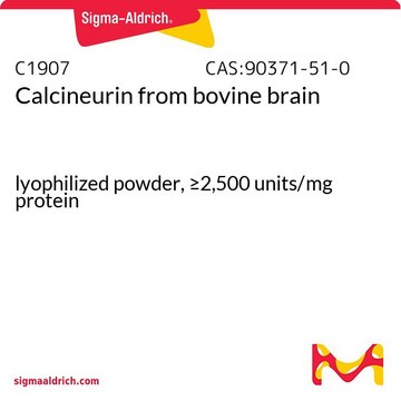 Calcineurin from bovine brain