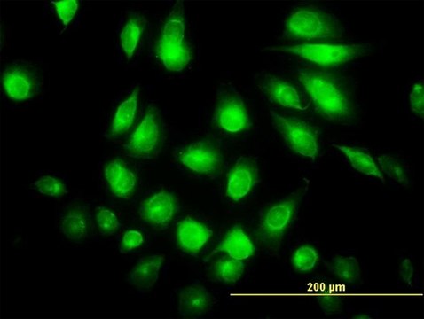 Monoclonal Anti-FLJ23356 antibody produced in
