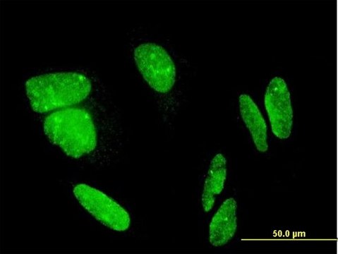 Monoclonal Anti-FLJ23834 antibody produced in