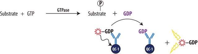 Transcreener® GDP FI Assay