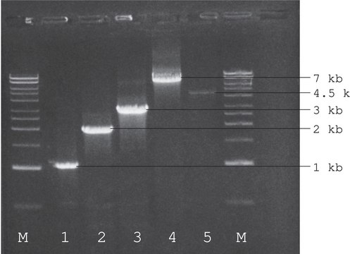 ReadyMix™ Taq PCR Reaction Mix
