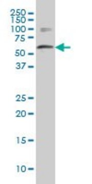 Monoclonal Anti-WDR42A antibody produced in