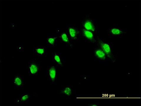Monoclonal Anti-C17orf75 antibody produced in