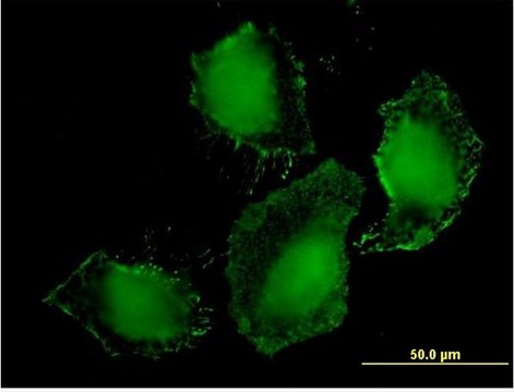 Monoclonal Anti-TLR9 antibody produced in