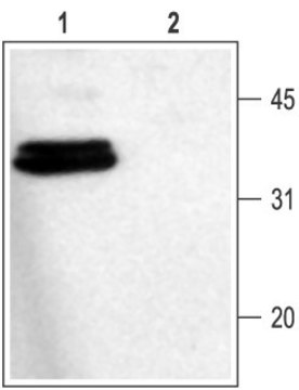 Anti-Syntaxin 1 antibody produced in