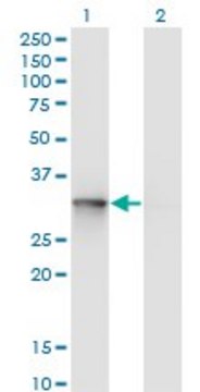 Monoclonal Anti-UBE2R2 antibody produced in