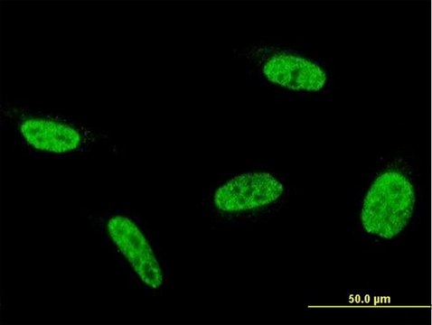 Monoclonal Anti-C9orf86 antibody produced in