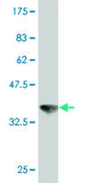 Monoclonal Anti-VPS11 antibody produced in