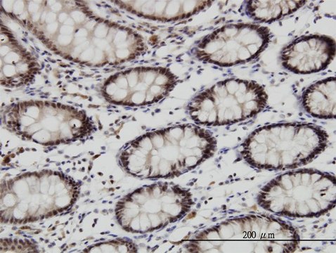 Monoclonal Anti-GSC antibody produced in