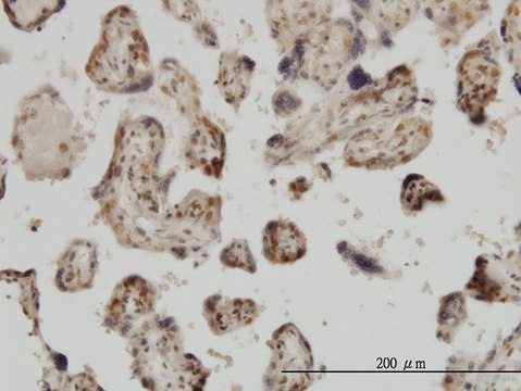 Monoclonal Anti-MED31 antibody produced in