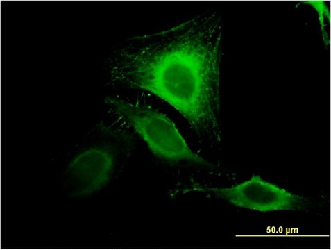 Monoclonal Anti-MIR16 antibody produced in