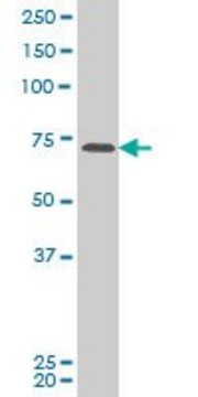 Monoclonal Anti-PASD1 antibody produced in