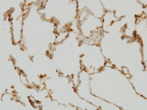 Monoclonal Anti-SH2D4A antibody produced in