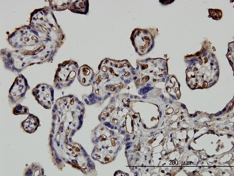 Monoclonal Anti-NEDD1 antibody produced in