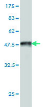 Monoclonal Anti-LONRF1 antibody produced in