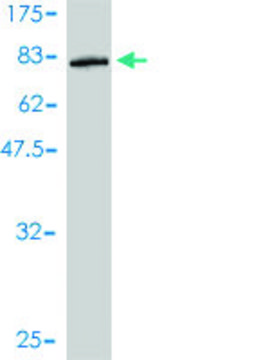 Monoclonal Anti-SAMSN1 antibody produced in