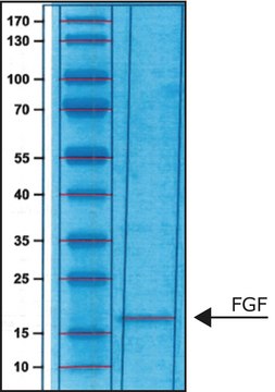 Fibroblast Growth Factor-Basic