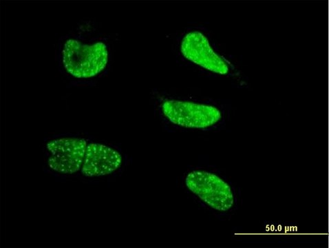 Monoclonal Anti-NEUROG3 antibody produced in