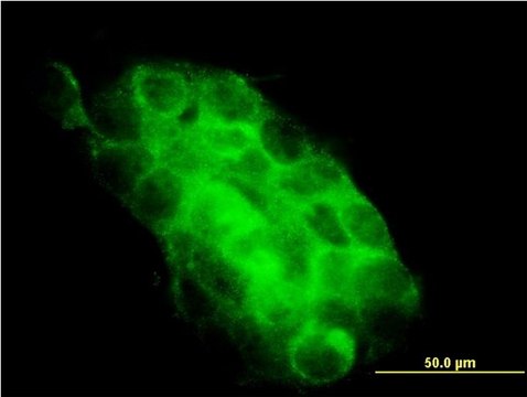 Monoclonal Anti-USP31 antibody produced in