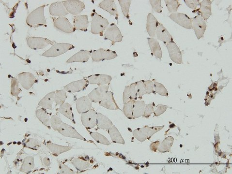Monoclonal Anti-HCAP-G antibody produced in