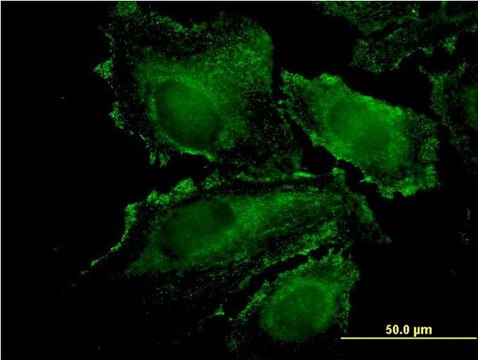 Monoclonal Anti-RHOJ antibody produced in