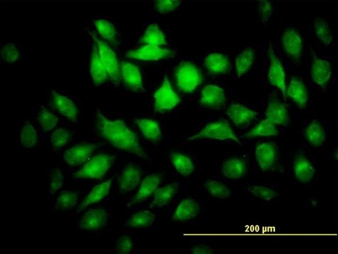 Monoclonal Anti-PYCRL antibody produced in