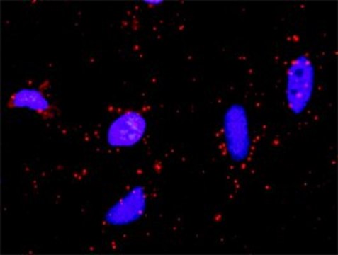 Monoclonal Anti-SUFU antibody produced in