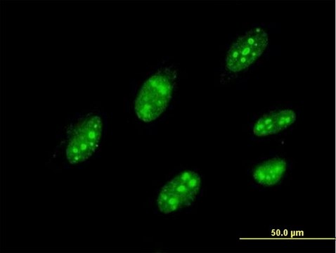 Monoclonal Anti-IQGAP3 antibody produced in