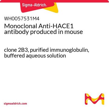 Monoclonal Anti-HACE1 antibody produced in
