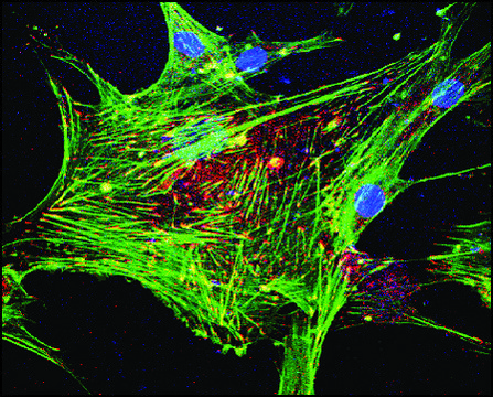 Phalloidin, Fluorescein Isothiocyanate Labeled