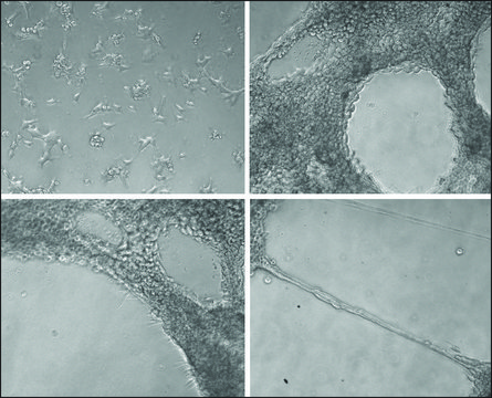 ECM Gel from Engelbreth-Holm-Swarm murine