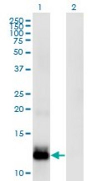 Monoclonal Anti-WFDC5 antibody produced in