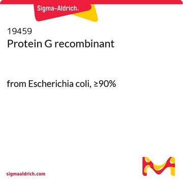 Protein G recombinant
