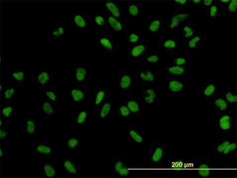 Monoclonal Anti-XPO5 antibody produced in