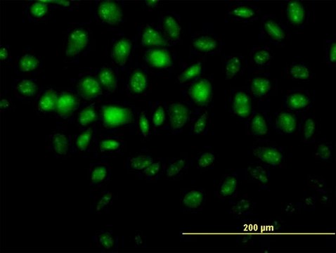 Monoclonal Anti-HDAC8 antibody produced in