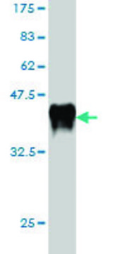Monoclonal Anti-ALS2 antibody produced in