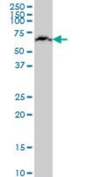 Monoclonal Anti-KLHL25 antibody produced in