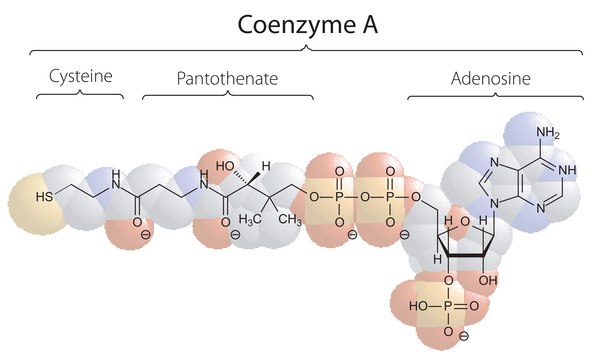Coenzyme A trilithium salt