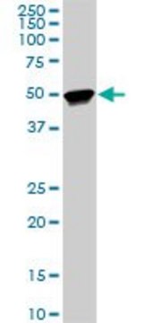 Monoclonal Anti-TTC8 antibody produced in