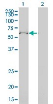 Monoclonal Anti-ULK4 antibody produced in