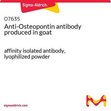 Anti-Osteopontin antibody produced in goat
