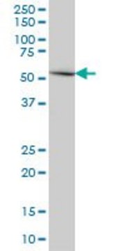 Monoclonal Anti-ERMAP antibody produced in