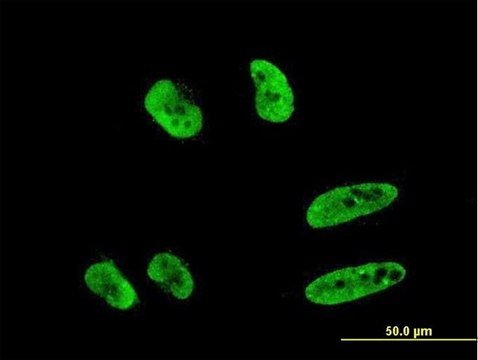 Monoclonal Anti-RNF151 antibody produced in