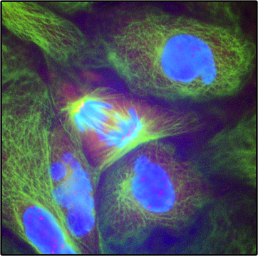 Anti-Human IgG (Fc specific)-Cy3 antibody