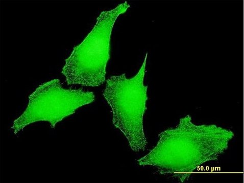 Monoclonal Anti-KCNIP4 antibody produced in