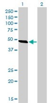 Monoclonal Anti-C9orf98 antibody produced in