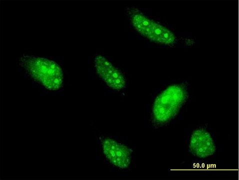 Monoclonal Anti-BTG4 antibody produced in