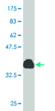 Monoclonal Anti-OTOP2 antibody produced in